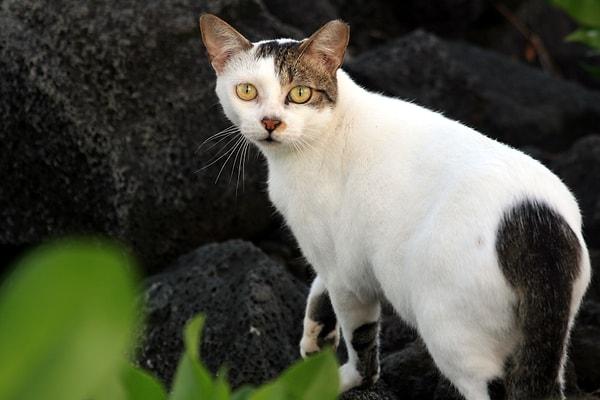 Ayrıca yaban kedilerinin taşıdığı "toxoplasmosis" adlı bir parazit enfeksiyonunun da adadaki koyunculuk sektörüne zarar verdiği açıklandı.