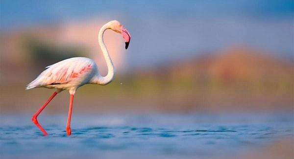 6. Flamingolar aslında pembe değil gri renkli doğarlar, yedikleri tuzlu su karidesi ve yosun nedeniyle pembe rengini alırlar.