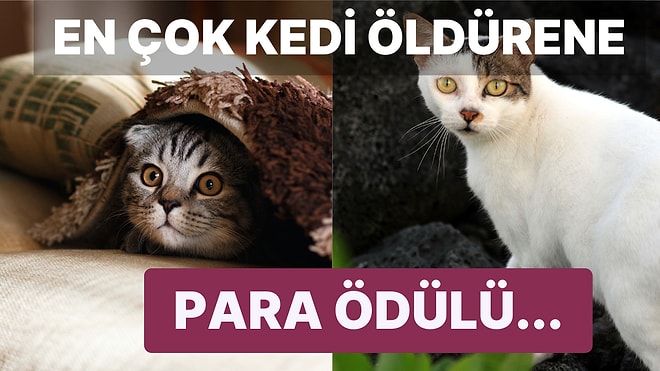 Yeni Zelanda'da Çocukların 'Kedi Öldüreceği Yarışma' Gelen Tepkiler Üzerine İptal Edildi!