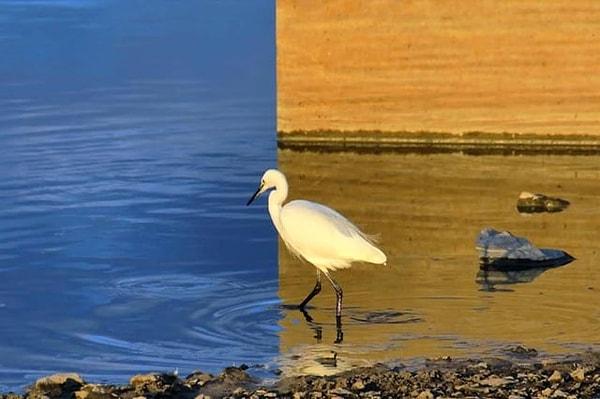 6. Fotoğrafçı Keinichi Ohno tarafından çekilmiş, bir duvarla suyun kenarında duran bir kuşun büyüleyici bir optik yanılsama yaratan yansımasının tek bir fotoğrafı👇