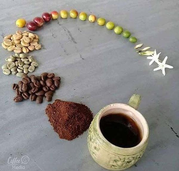 18. Kahvenin yaşam döngüsü👇