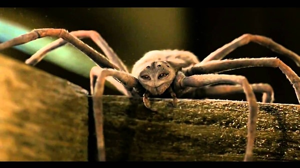 Bazı insanlar ise örümceklerin ağlarına yapışmalarını engelleyen bir tür özel yağlı bacaklara sahip olduklarına inanırlar.