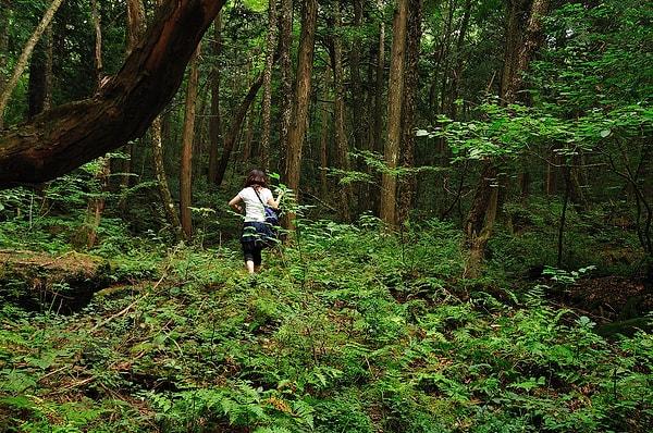 5. Aokigahara Ormanı( Nam-ı diğer "İntihar Ormanı"), Narusawa-Japonya