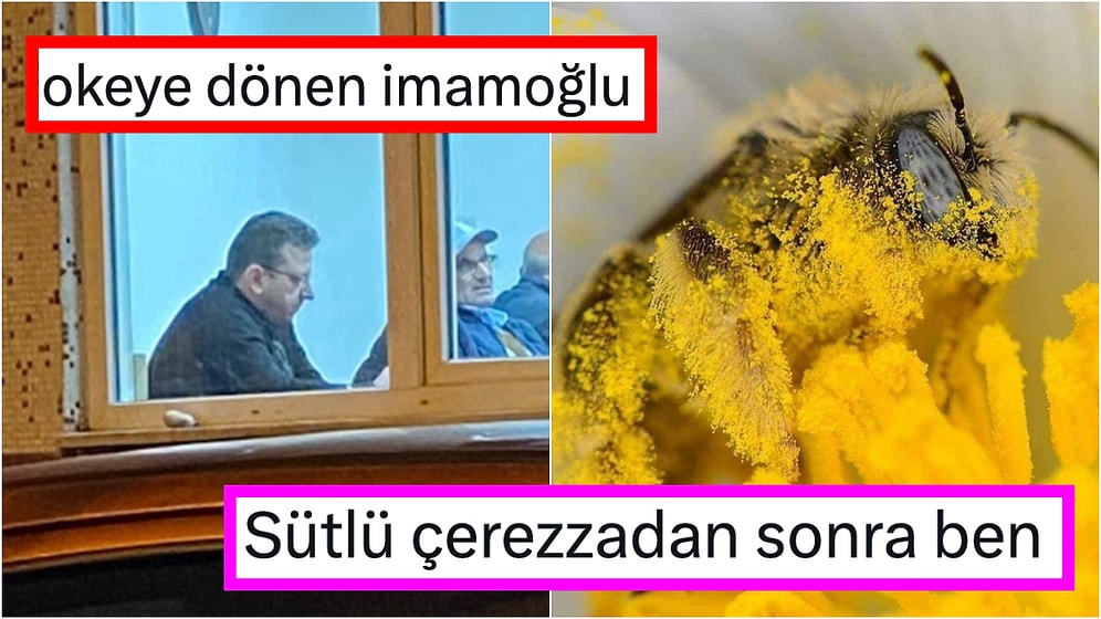 Ayrılmak İsteyen Manitasına Cevabıyla Şaşırtandan Metrobüste Tavşan Sahiplenene Son 24 Saatin Viral Tweetleri