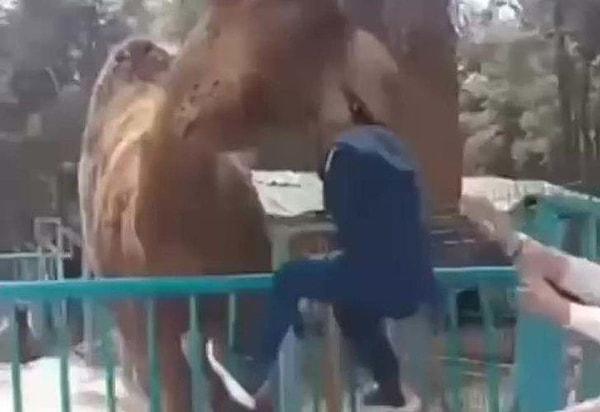 Birkaç saniye içerisinde yaşanan olayda, deve tarafından havaya kaldırılan çocuk daha sonra yere düştü ve babası tarafından uzaklaştırıldı.