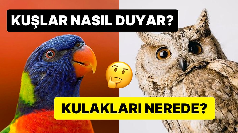 Baykuşlardan Kanaryalara Hem Evcil Hem de Yırtıcı Kuşlar Nasıl Duyar?