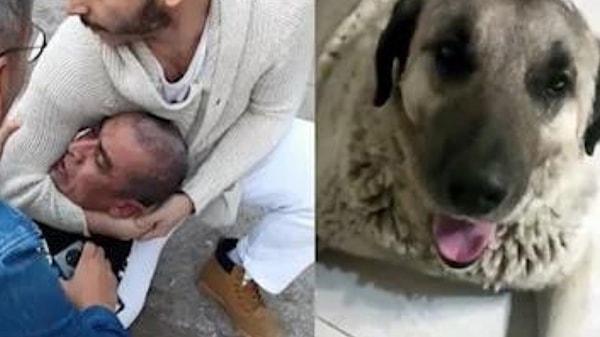 Veterinere götürülen köpeğin yaralandığı belirlendi