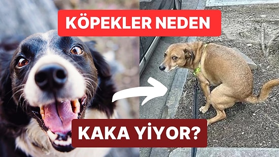 Köpek Sahiplerinin Dikkatine! Köpeğiniz Kaka Yiyorsa Sebepleri Bunlar Olabilir