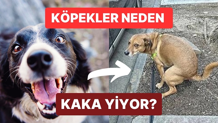 Köpek Sahiplerinin Dikkatine! Köpeğiniz Kaka Yiyorsa Sebepleri Bunlar Olabilir