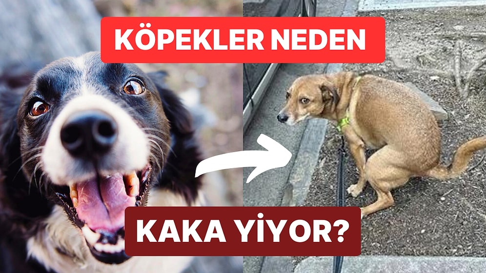 Köpek Sahiplerinin Dikkatine! Köpeğiniz Kaka Yiyorsa Sebepleri Bunlar Olabilir