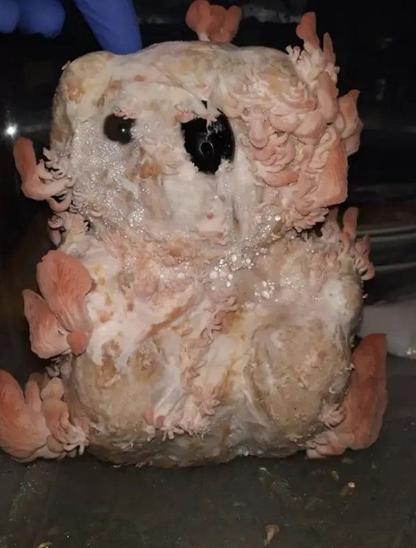 14. Грибы, растущие из плющевого медведя