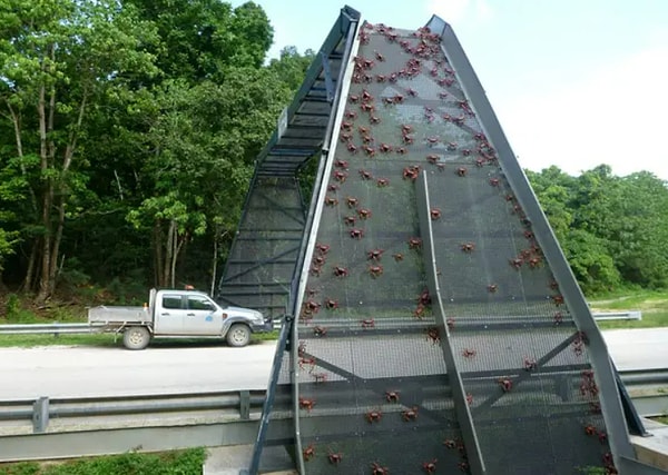 3. На острове Рождества в Австралии есть мост специально для крабов. Крабовый мост...