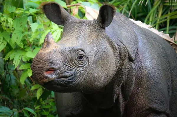 18. И, наконец, это яванский носорог, исчезающий вид носорогов, которых на Земле осталось всего около 76: