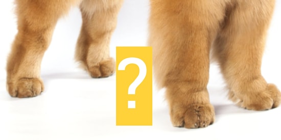 Тест: А вам слабо отгадать все 10 пород собак лишь по их лапам