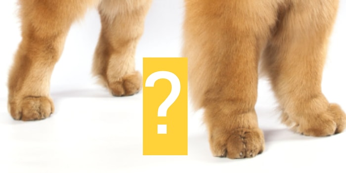 Тест: А вам слабо отгадать все 10 пород собак лишь по их лапам