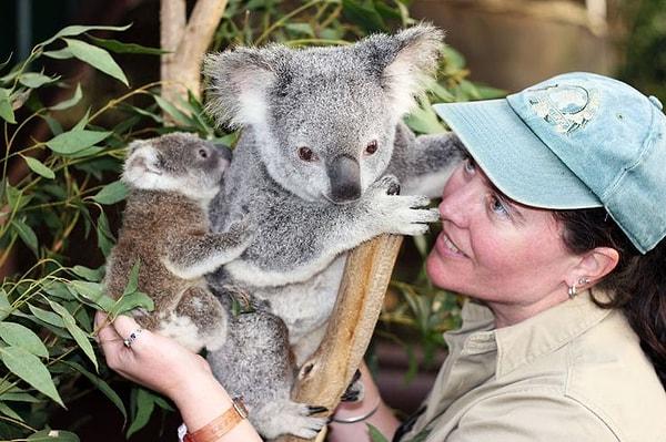 Hayvanları seviyorsanız daha önce birçoğunuz mutlaka koala bakıcılarını görmüş "Ne güzel bir iş" diye içinizden geçirmişsinizdir.