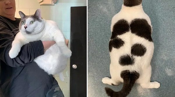 Патч нашел хозяина — какой-то добросердечный любитель животных откликнулся на объявление, призывающее кого-то с «обязательством помочь Патчу набрать безопасный и здоровый вес»