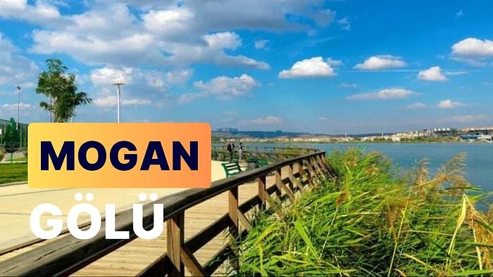Mogan Gölü: Florası ve Faunası ile Türkiye'nin En Önemli Doğal Yaşam Alanlarından Biri