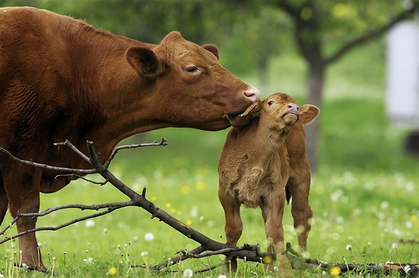 3. Детеныша какого животного называют ягненок?
