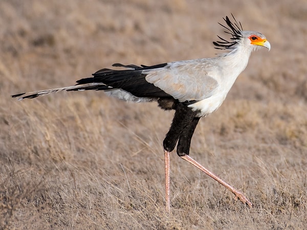 Sahra Çölü, Namib Çölü, Kalahari Çölü, Kuzeybatı Afrika'da, Sahel Bölgesi ve Madagaskar'da da yaşayan sekreter kuşları, farklı bölgelerde de farklı adlarla anılıyorlar.