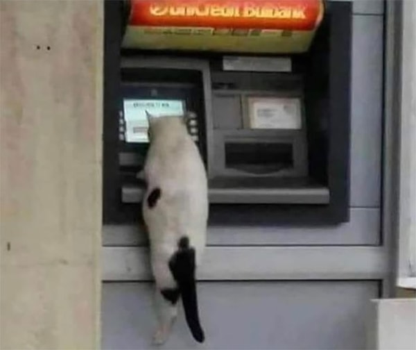 5. Даже котикам нужен кэш