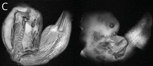 Чужой в теле