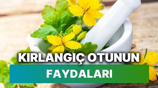 Kırlangıç Otu Nedir, Ne İşe Yarar? Kırlangıç Otunun Faydaları ve Kullanım Şekli