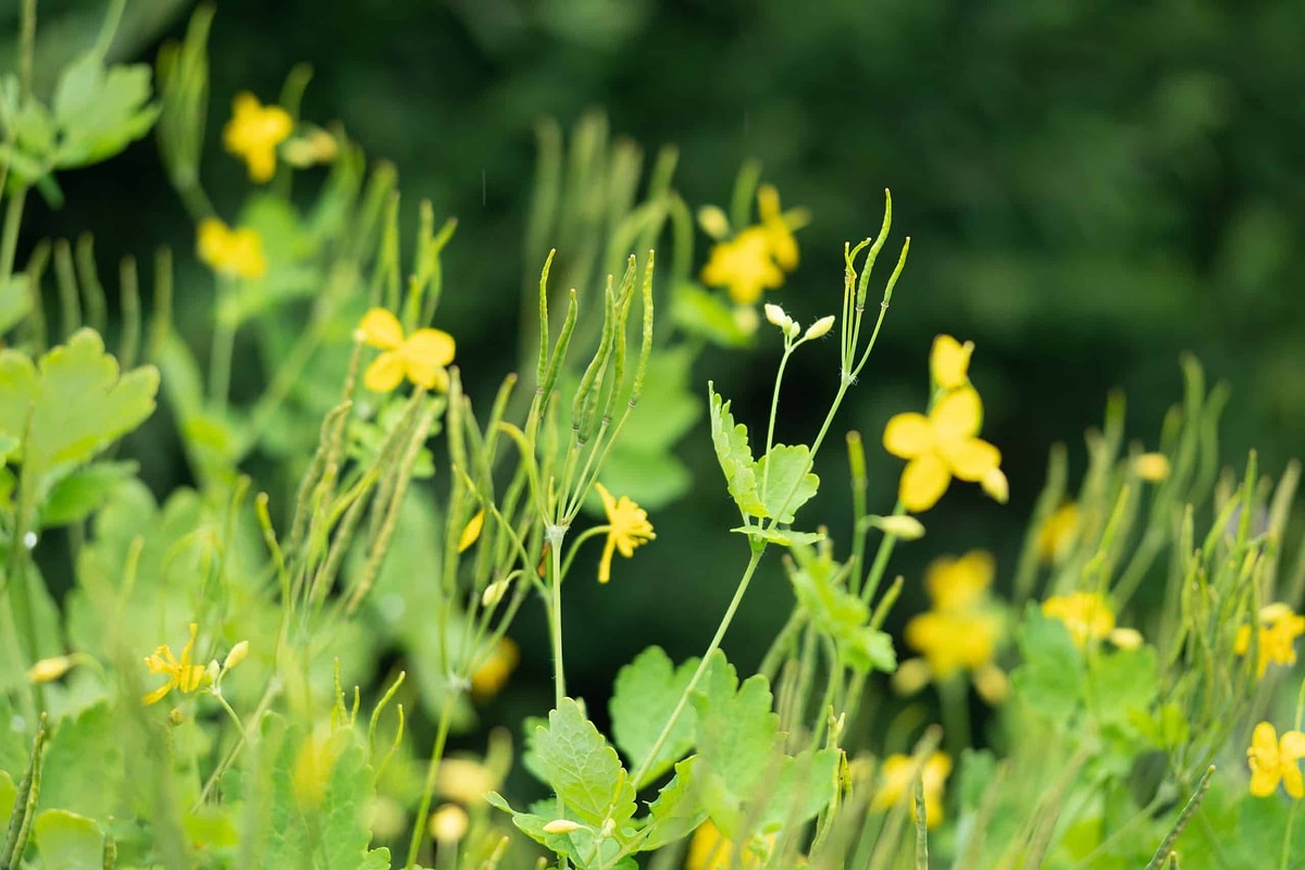 Kırlangıç otu nedir, faydaları nelerdir? - Onedio