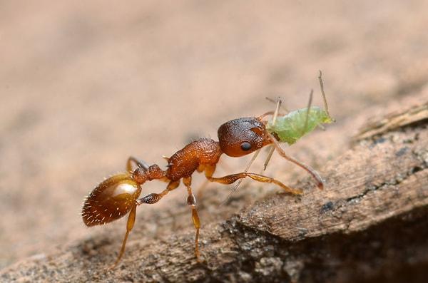Karıncalar, en eski sosyal hayvanlardan biri olarak kabul ediliyor. Kretase Dönemi'nin ortalarına tarihlenen geçmişi, 110 ile 130 milyon yıl öncesine dayanıyor.