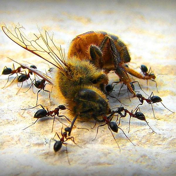 Yaban arısına benzeyen hayvanlardan türeyen karıncalar, çiçekli bitkilerin ortaya çıkışından sonra çeşitlenmiş.
