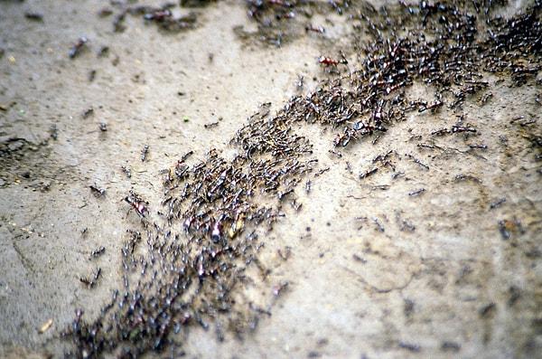 Karıncalar dünya genelinde en yoğun nüfusa sahip hayvanlardan biri.