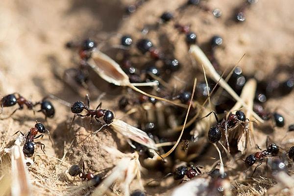 Yaklaşık olarak 10 trilyon karınca olduğu tahmin ediliyor. Bu da karıncaları dünyanın en yoğun nüfüslu hayvanlarından biri yapıyor.
