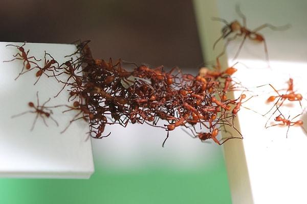 Karıncalar, bireysel olarak sadece basit diyebileceğimiz hareketler yapabilir, ancak  bir araya geldiklerinde grup olarak son derece akıllıca hareket ederler.