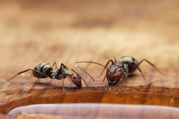 Karıncalar sosyal hayvanlardır ve bir koloni olarak yaşarlar. Bu koloniler, genel tanımıyla bir kraliçe, işçi karıncalar ve asker karıncalardan oluşur.