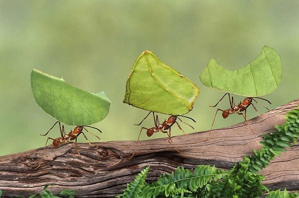 Vücutlarının büyüklüğüne oranla çok güçlü olan karıncalar, çeşidine göre 10 ila 50 katları kadar ağırlık kaldırabilirler.