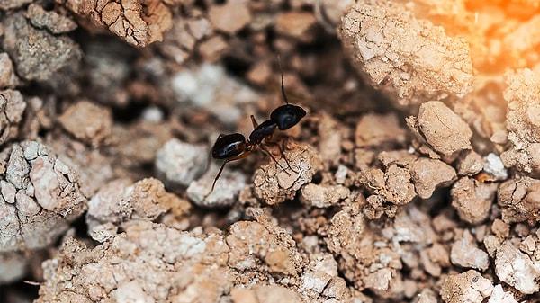 Koloni içinde yaşayan karıncalar tamamen kör olabildiği gibi dışarıda gezen karıncaların da görme duyuları oldukça zayıftır.
