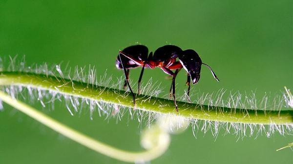 Yolunu kaybetmiş bir karınca yüksek ihtimalle ya avlanacak ya da intihar edecektir.