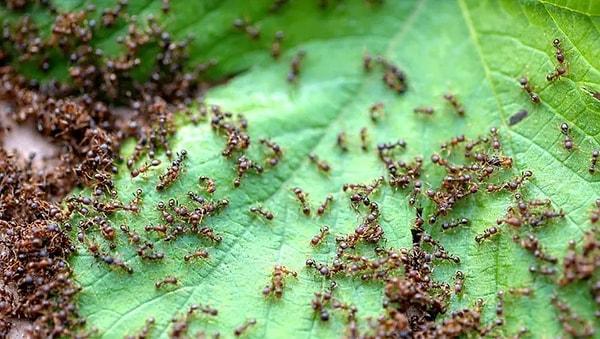 Çevresel faktörlere son derece bağımlı olan karıncaların yaşamını, iklim değişikliği, habitat kaybı ve kirlilik gibi faktörler ciddi şekilde etkiler.