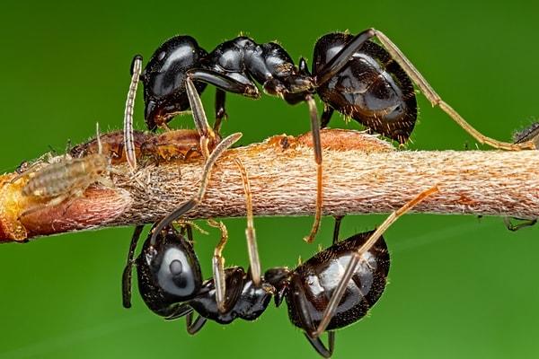 Fiziksel yapısı dışında sosyal yaşamlarıyla da insanlığa fikir veren  karınca kolonilerini, yapay zeka modellerine entegre etme çalışmaları yapılıyor.
