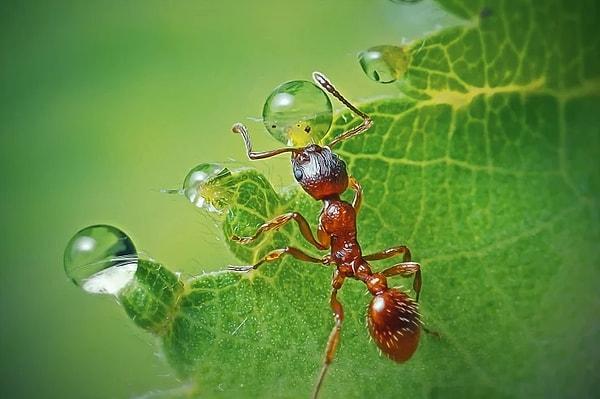 Bu çalışmalar da insanlığın çözemediği problemleri karıncaların ortak yaşamı üzerinden çözmek için yapılıyor.