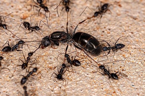 Örneğin, koloni için yiyecek bulmaktan sorumlu keşif karıncaları, buldukları yiyeceğin konumunu haber vermek üzere koloniye döner.