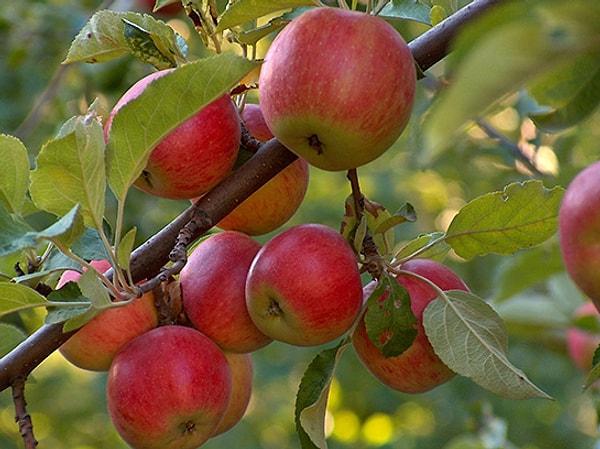 En düşük fiyatlı meyve bu ay yine 20 TL ile elma oldu.