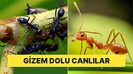 Onlar Dünya'nın Her Yerinde: Karıncalar Hakkında Muhtemelen Bilmediğiniz Sıra Dışı Bilgiler