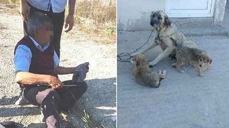 Köpeğe Cinsel Saldırı Sanığına Ödül Gibi Ceza