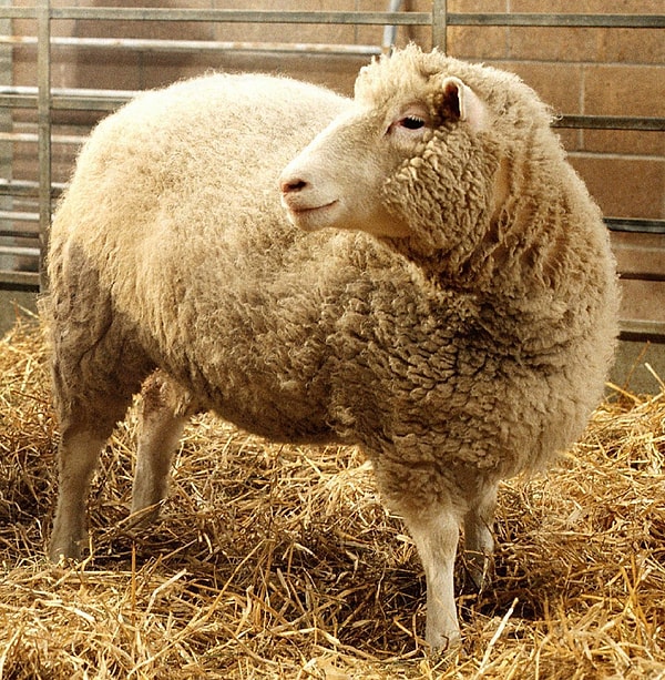 1996’da Ian Wilmut ve ekibi, Dolly adlı klonlanmış koyunu başarıyla üretti. Dolly, somatik hücre nükleer transfer yöntemi ile üretilen ilk memelidir.