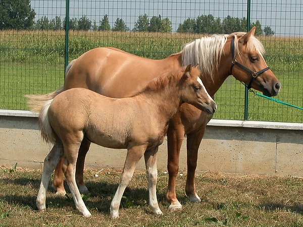 2003’te İtalyan bilim adamları, nükleer transfer yöntemi kullanarak ilk klonlanmış at olan Prometea'yı üretti.
