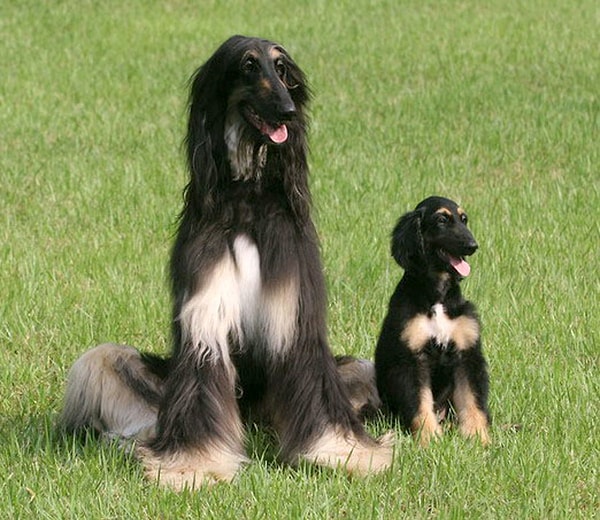 2005’te Güney Kore’de Seoul Ulusal Üniversitesi tarafından ilk köpek klon Snoppy üretildi.