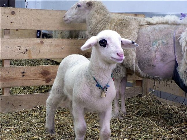 2007’de Türkiye’nin ilk klon koyunu Oyalı, İstanbul Üniversitesi Veteriner Fakültesi’nde dünyaya geldi.