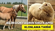 DNA'nın Gizemli Dünyası: Koyun Dolly'den Günümüze Klonlamanın Heyecan Verici Tarihçesi