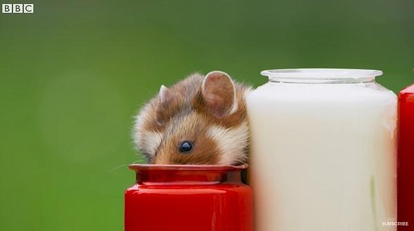 6. Avrupa'da yaşayan yabani hamsterlar sert kış aylarını mezarlara bırakılan mumları yiyerek atlatıyormuş! Protein zengini ve bol yağlı olan mumlar onlar için hala besin kaynağı.